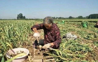 社員網(wǎng)打通供銷環(huán)節(jié)“任督二脈”，助力電商扶貧產(chǎn)業(yè)升級——聚焦家禽家畜產(chǎn)業(yè)