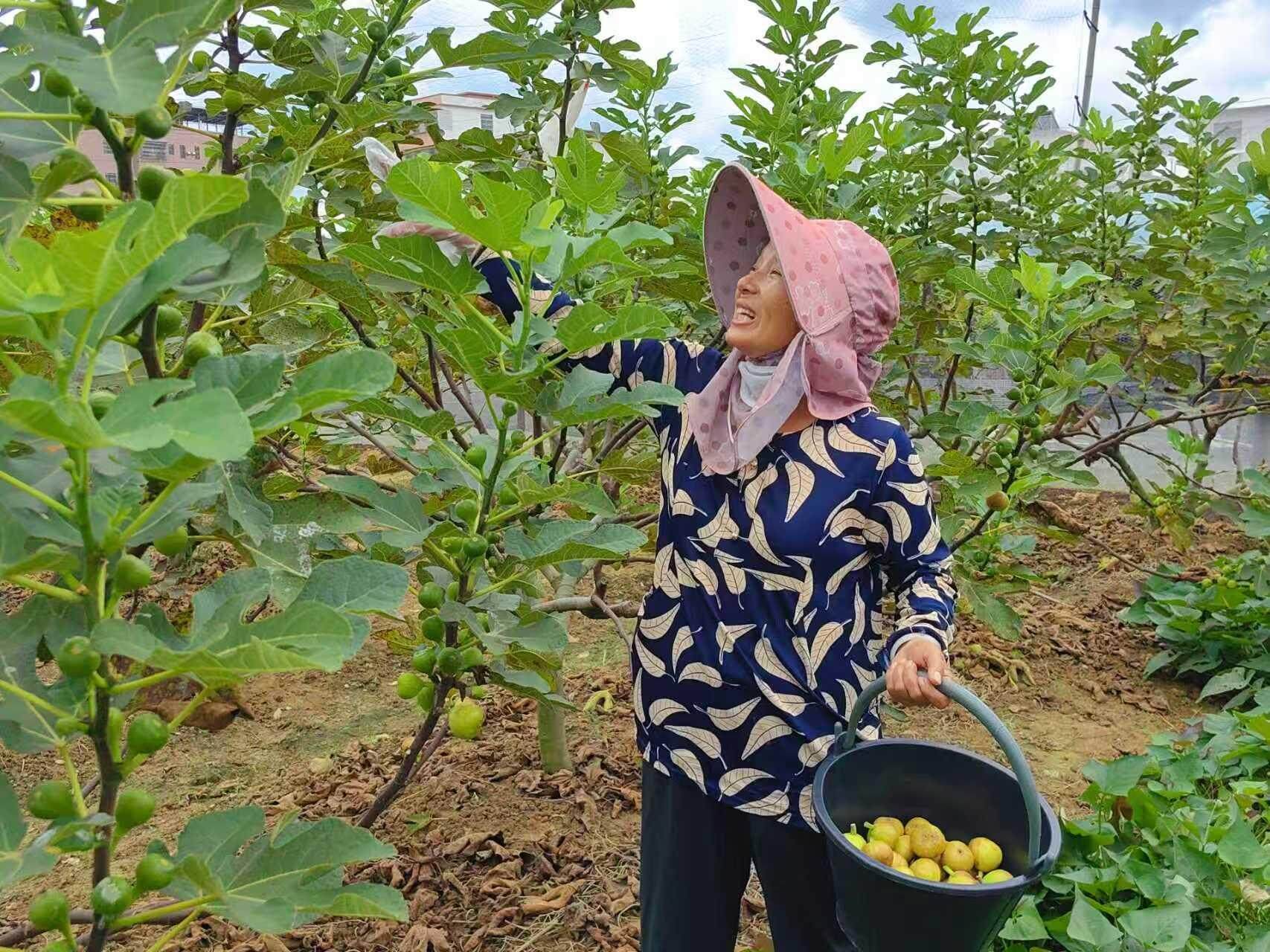 韶關(guān)樂昌 '甜蜜果'身價翻倍，果農(nóng)樂享產(chǎn)業(yè)鏈發(fā)展'紅利'