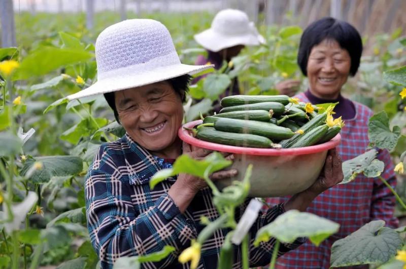張紅宇解讀 我國(guó)農(nóng)民合作社的發(fā)展趨勢(shì)與初級(jí)農(nóng)產(chǎn)品升級(jí)之路