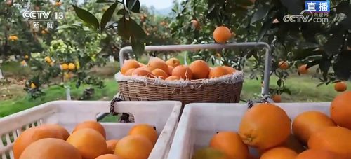 便捷物流助力小臍橙遠銷海外，家禽家畜產(chǎn)業(yè)協(xié)同發(fā)展，共筑鄉(xiāng)村振興“黃金果”